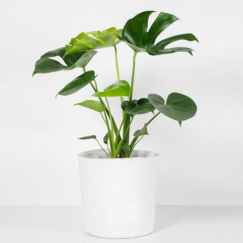 Succulent Plant With Pot - Image 2