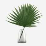 Ornamental Palm Trees