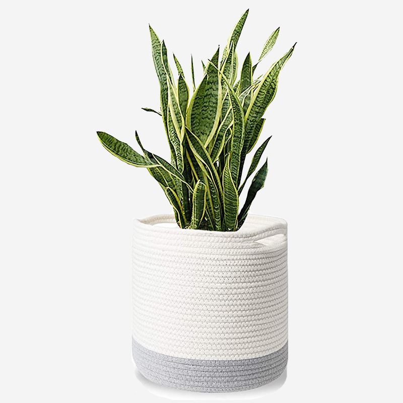 Succulent Plant With Pot - Image 6
