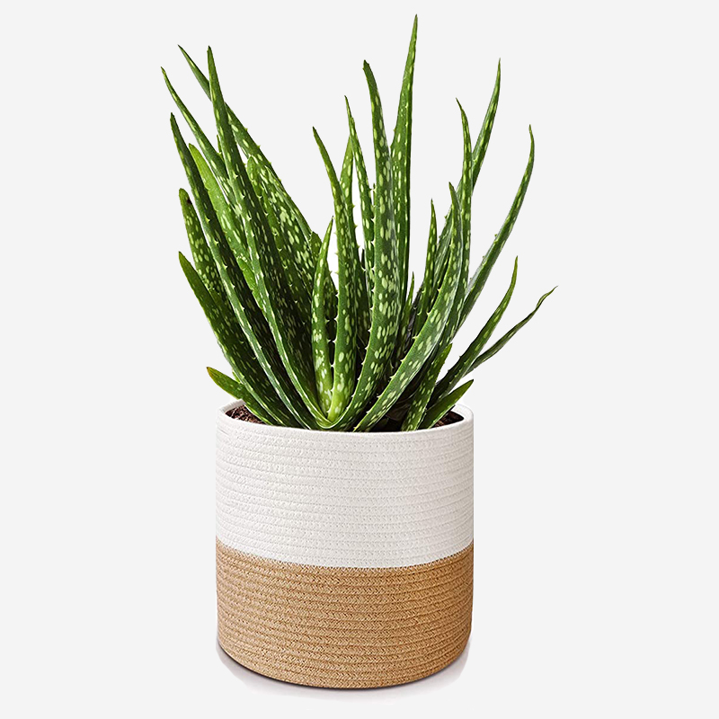 Succulent Plant With Pot - Image 5