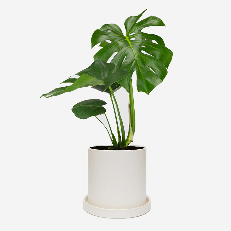 Succulent Plant With Pot